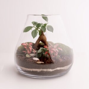 rastlinne terarium ficus oaza