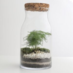 rastlinne terarium asparagus white