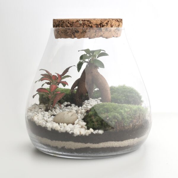 rastlinne terarium ficus