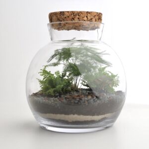 rastlinne terarium asparagus