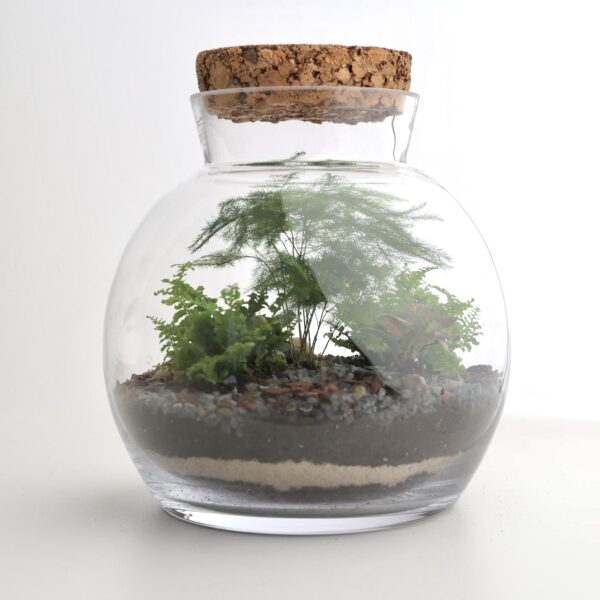 rastlinne terarium asparagus